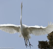 egret-11.jpg
