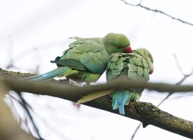Parakeets_2B4A9826_DxO_VSMC_b.jpg