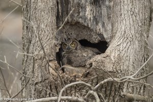 great horned owl-2.jpg