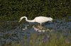 Egret-5.jpg