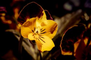 _MG_2494_DxO (1).jpg