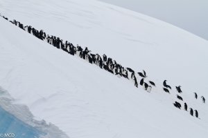 Antarctica90.jpg