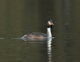 MY8A1149 - Grebe-101.JPG