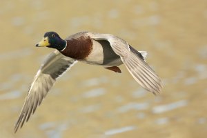 MY8A0905 - Mallard in flight-101.JPG