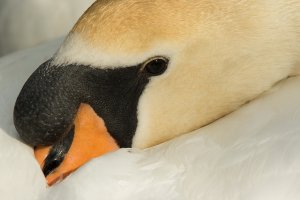 MY8A0389 - Swan nesting -101.JPG