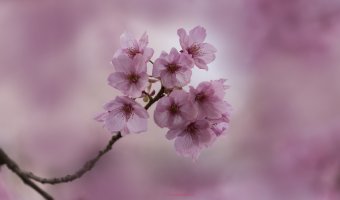 pINK sakura at Shinjuku Gyoen 20170402.jpg