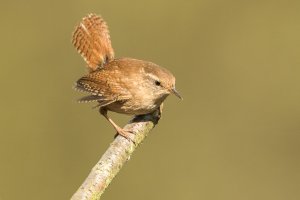 MY8A9679 - Wren-101.JPG