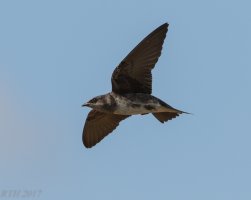 Purple Martin  3-26-2017.jpg