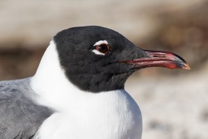 Laughing Gull 2 2-25-2017.jpg