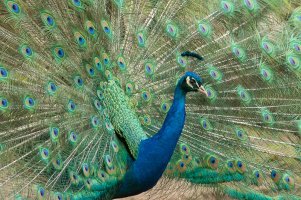 Peacock-101.JPG