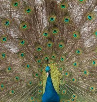 Peacock-102.JPG