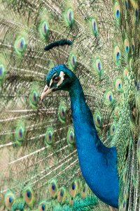 Peacock-103.JPG