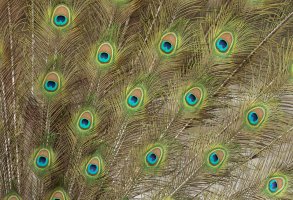 Peacock-104.JPG