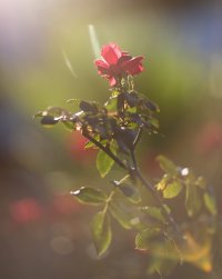 In Memoriam 851.2II.jpg