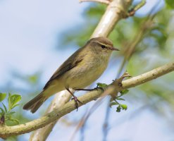 chiffchaff_2B4A2874_CR.jpg