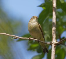 chiffchaff_2B4A2891_CR.jpg
