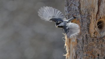 Chickadee nest_0069.JPG