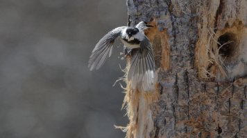 Chickadee nest_0097.JPG
