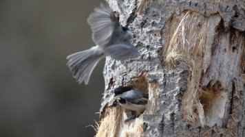 Chickadee nest_8440.JPG