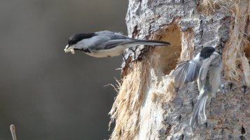 Chickadee nest_8442.JPG