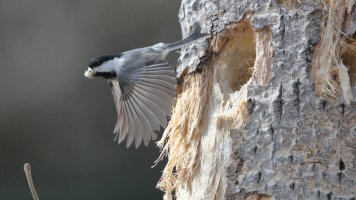 Chickadee nest_8649.JPG