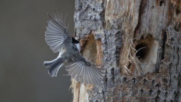 Chickadee nest_9382.JPG