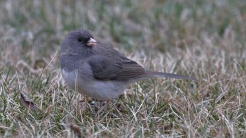 Junco_9322.JPG