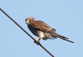 kestrel_2B4A9777_DxO_kestrel.jpg