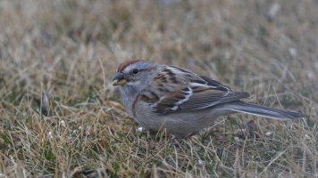 American tree sparrow_8388.JPG