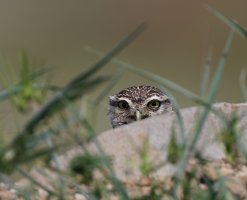 littleowlpeaking_2B4A0698-CR.jpg