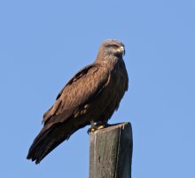 Blackkite_2B4A2369-CR.jpg