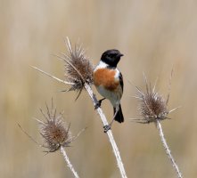 stonechat+teasel_3Q7A7082_DxO_stonechat+teasel.jpg