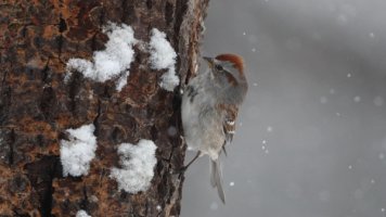 American tree sparrow_0511.JPG