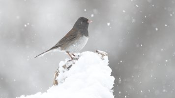 Dark-eyed junco_0440.JPG