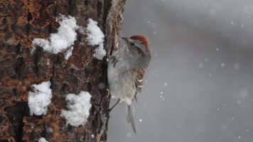 American tree sparrow_0511.JPG