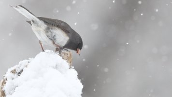 Dark-eyed junco_0453.JPG