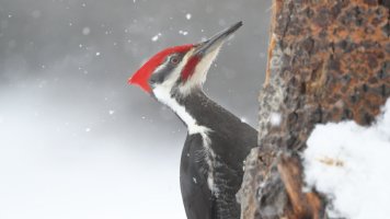Pileated woodpecker_0562.JPG