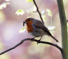 Robin+grub_3Q7A8086_DxO_5DSR_400mm.jpg