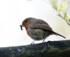 Robin+grub_2B4A2936_DxO_5DIV_800mm.jpg