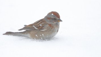 American tree sparow_10714.JPG