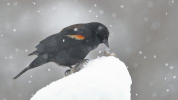 RW blackbird_10607.JPG