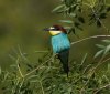 beeeater_2B4A1765-DxO_frontbest.jpg