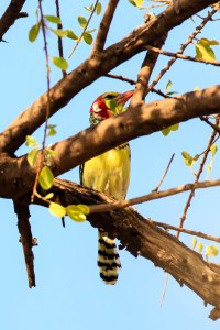 Red Yellow Barbet-1.jpg