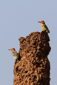 Red Yellow Barbet-2.jpg