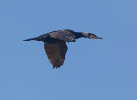 2B4A1745-DxO_cormorant.jpg