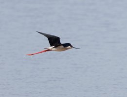 blackwingedstiltflying_2B4A0295-DxO_.jpg