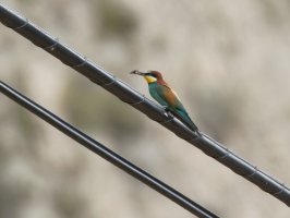 beeeaterwithbee_915A9607.jpeg