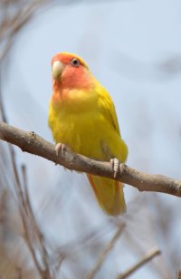 Love Bird2b-0776.jpg