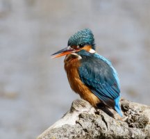 femalekingfisher_3Q7A8124_DxO_femalekingfisher.jpg