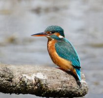 femalekingfisher_3Q7A8199_DxO_vvg.jpg
